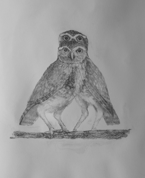 two owls